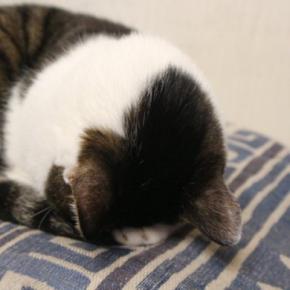 猫がよくみせる『おなじみのポーズ』4選 独特な体勢の意味や心理を解説