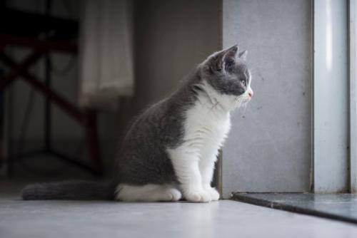外を見るグレーの子猫