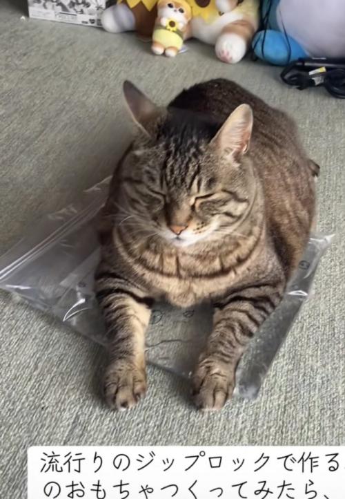おもちゃの上でくつろぐ猫の写真3
