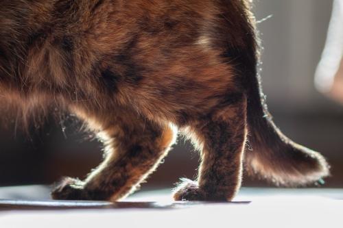 猫の後ろ足