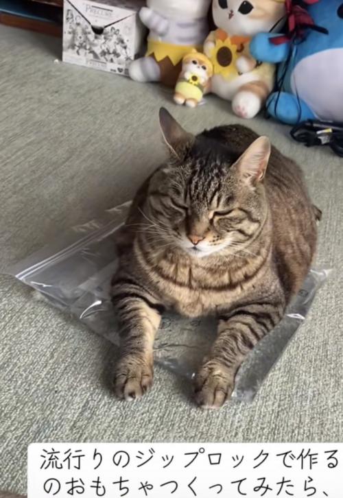 おもちゃの上でくつろぐ猫の写真2