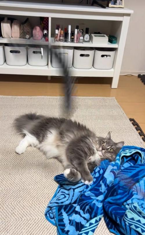 寝転がる猫