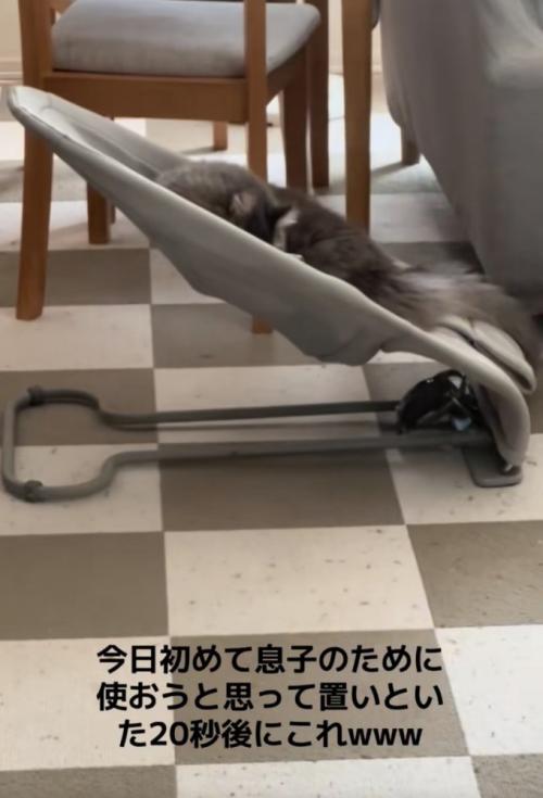 バウンサーを使う猫