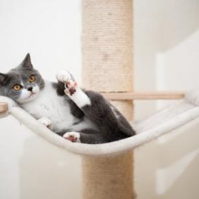 猫が『ハンモック』でくつろぐ理由4つ 安全を守るための注意点から選び方のポイントまで