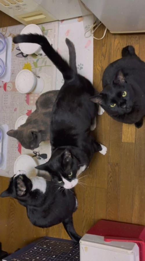 皿の前に集まる猫たち