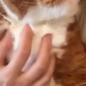 ペットシッターさんから送られてきた『愛猫の様子』を見た結果…まさかの光景に「プロってすごいなぁ」「モヤモヤするねw」と16万表示