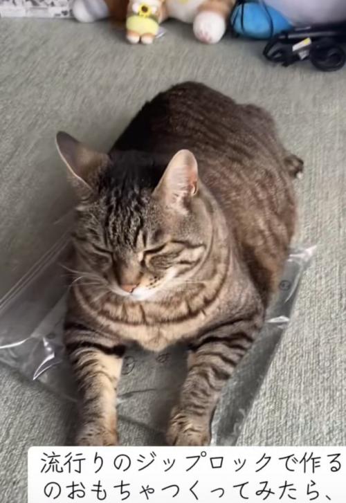 おもちゃの上でくつろぐ猫の写真7