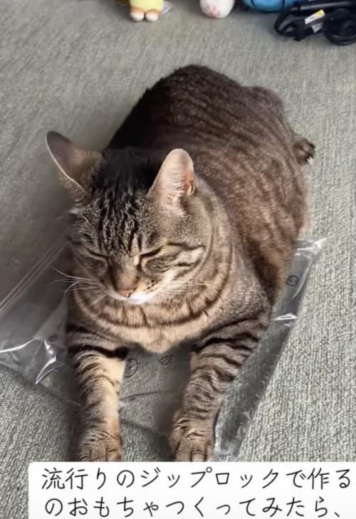 おもちゃの上でくつろぐ猫の写真4