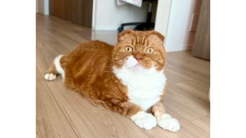 室内にいる猫
