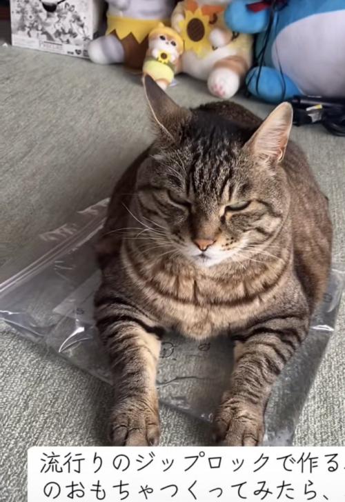 おもちゃの上でくつろぐ猫の写真8
