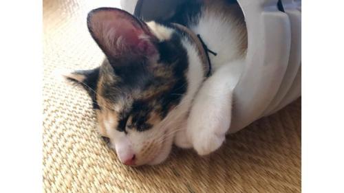 寝ている猫