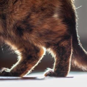 気づいてあげて！「猫が上手に隠す関節の痛み」　6歳以上の猫の60％が関節炎を罹患　オーストラリア