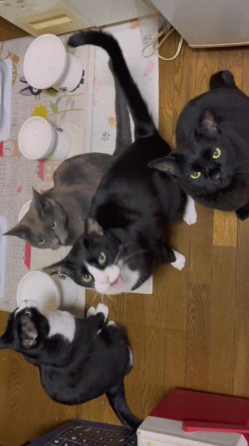 飼い主を見上げて口を開けるハチワレ猫