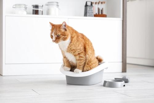 部屋の真ん中の小さいトイレと排泄中の猫
