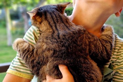 しがみついて離れようとしない猫