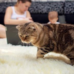猫を『孤独な気持ち』にさせてしまう飼い主の行動5選 避けるべき理由や適切な接し方とは