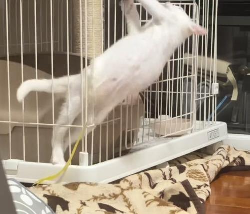 ケージから上半身を起こす子猫