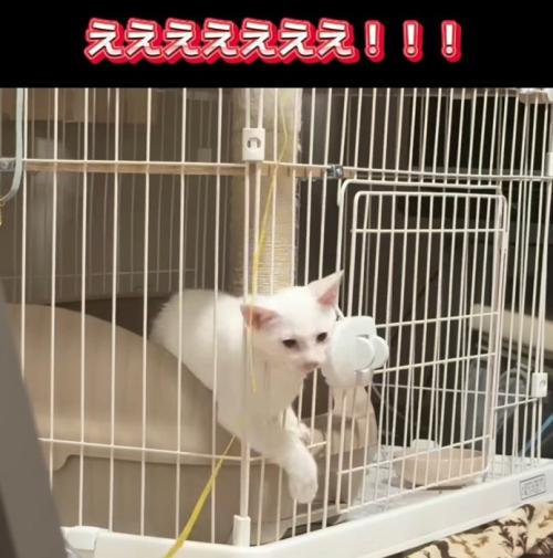 ケージの柵から顔を出す子猫