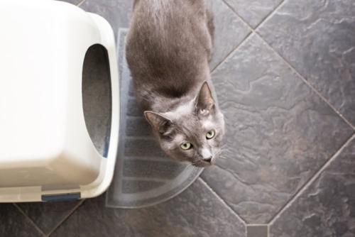 トイレに不満顔の猫