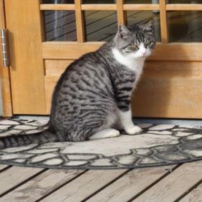 猫があなたの『外出を阻止』している行動5選 引き止める理由や上手な対応をご紹介
