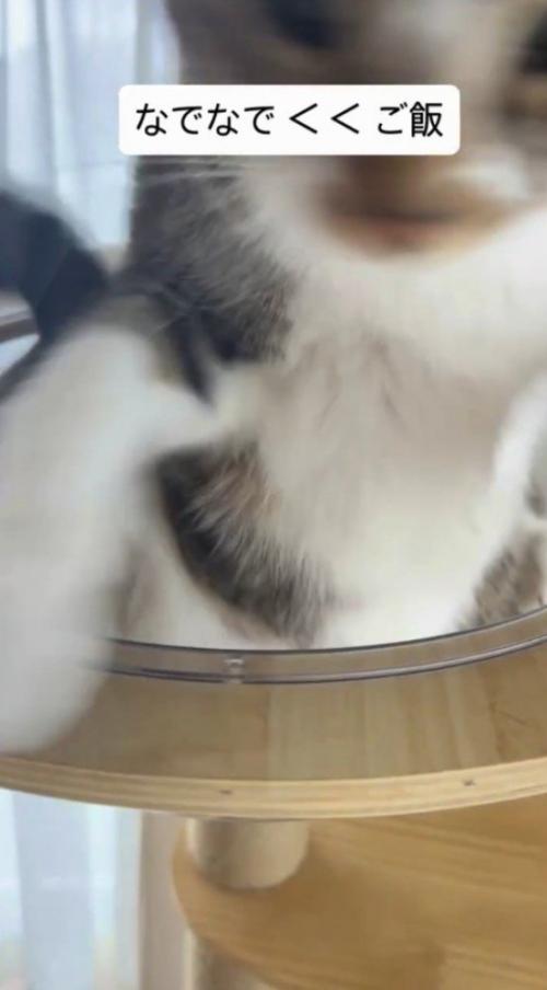 自動給餌器の音が聞こえて飛び起きる猫