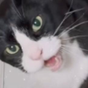 「完全にエンジン音w」お皿の前にやってきた猫が口を開いた瞬間…あまりにも予想外な『鳴き声』に39万いいね「草刈機みたい」「うがいww」