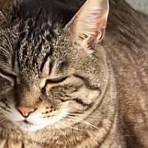 袋に水を入れて作る『流行りのおもちゃ』を猫にあげたら…予想外すぎる『使い方』が40万再生「最近暑いもんねw」「気持ちいいんだw」