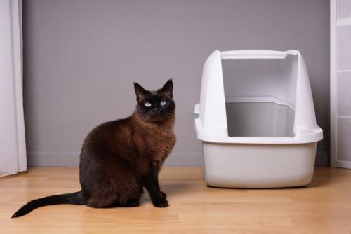 ドーム型トイレと黒猫