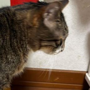 『道路標識』の大きさを伝えようと、愛猫と比較してみた結果…予想外の『シュールな光景』に1万いいね「2トンなのが秀逸ww」と爆笑の声