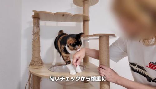 手の匂いをチェックする猫