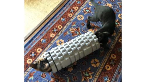 筒の中で遊ぶ子猫