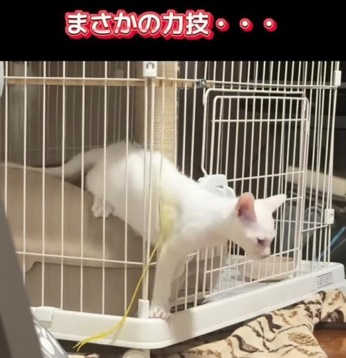ケージから上半身を出す子猫