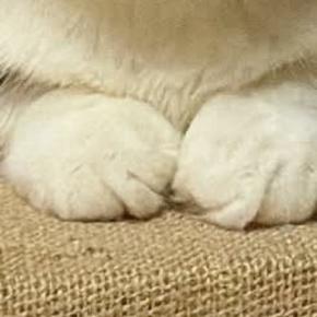 ふと視線を感じて振り向いたら、猫の『表情』が…思わず笑う『まさかの光景』に「ボス猫の風格w」「静かな怒りを感じるw」と話題