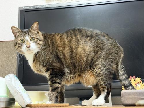テレビの前にいる猫