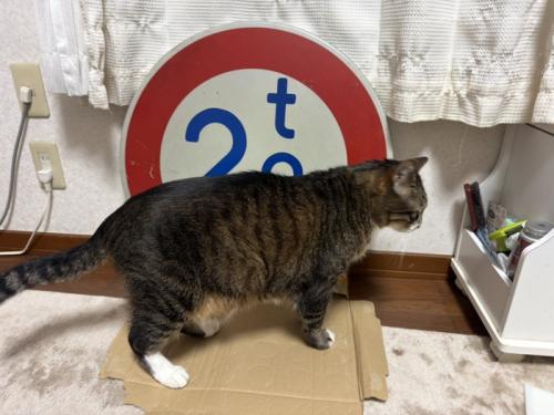道路標識と猫2