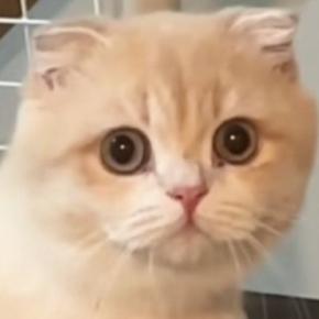 洗面所に入ると、1歳の猫が必ず様子を見にやってきて…『可愛すぎる光景』に22万いいね「首の角度がたまらん」「真剣に見てるねw」