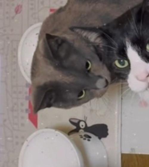 ハチワレ猫を見つめるグレー色の猫