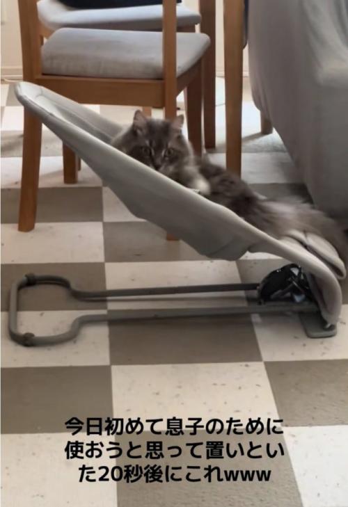 驚く猫