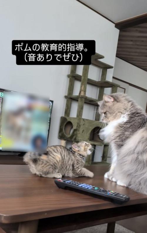 サイベリアンにケンカを売る子猫