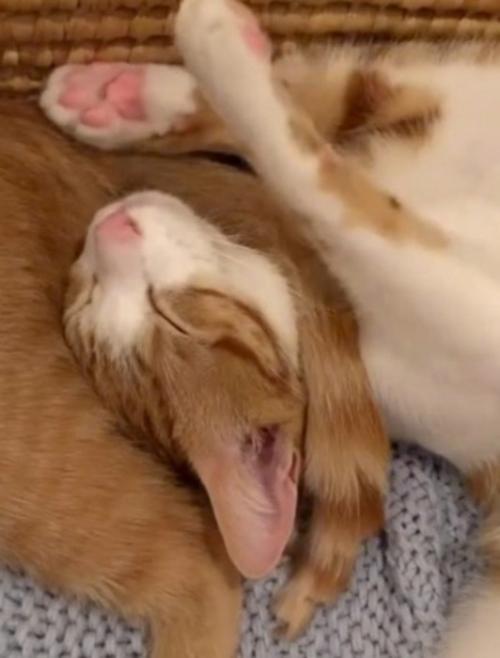 茶トラ猫のしっぽが首の上にかかっている茶白猫