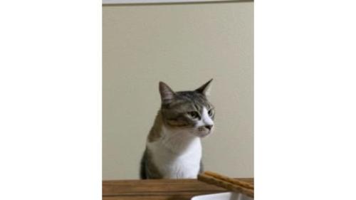 食卓にいた猫