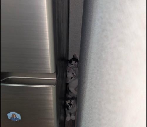 隙間に重なる子猫