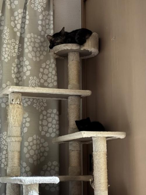 先輩猫と一緒にキャットタワーで寝る子猫