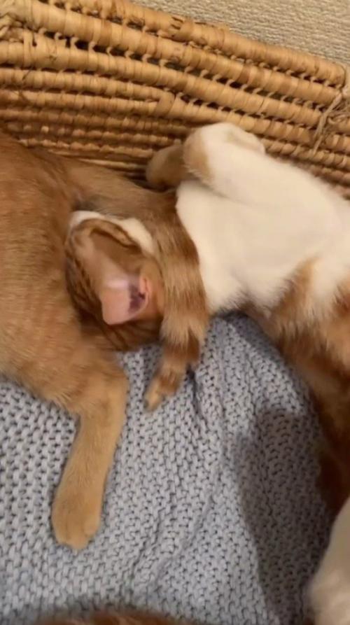 茶白猫の首に巻き付いている茶トラ猫のしっぽ