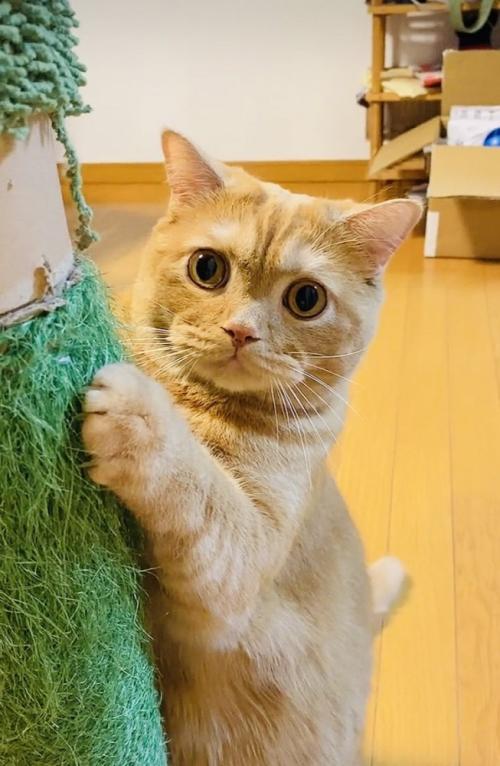 爪を研ぐスコティッシュフォールド