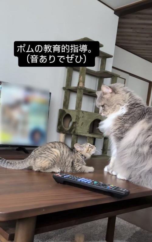 サイベリアンにケンカを売る子猫