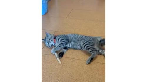 遊んでいる猫