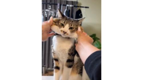 室内にいる猫
