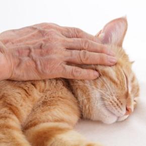猫が『天国へ旅立つ直前』に残したいメッセージ4つ　最期の時間に込められた飼い主への想いとは