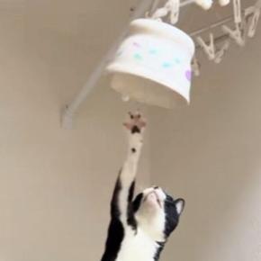 ごはんの器を取ろうと『トースターの上に乗った猫』を見ていると…あまりにも予想外な展開が37万再生「一回見てくるの可愛いｗ」「声出たｗ」